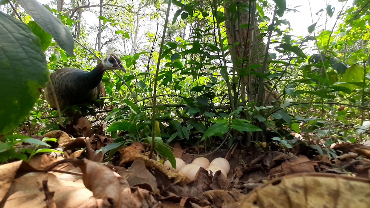 Indian Peafowl - ML451133621