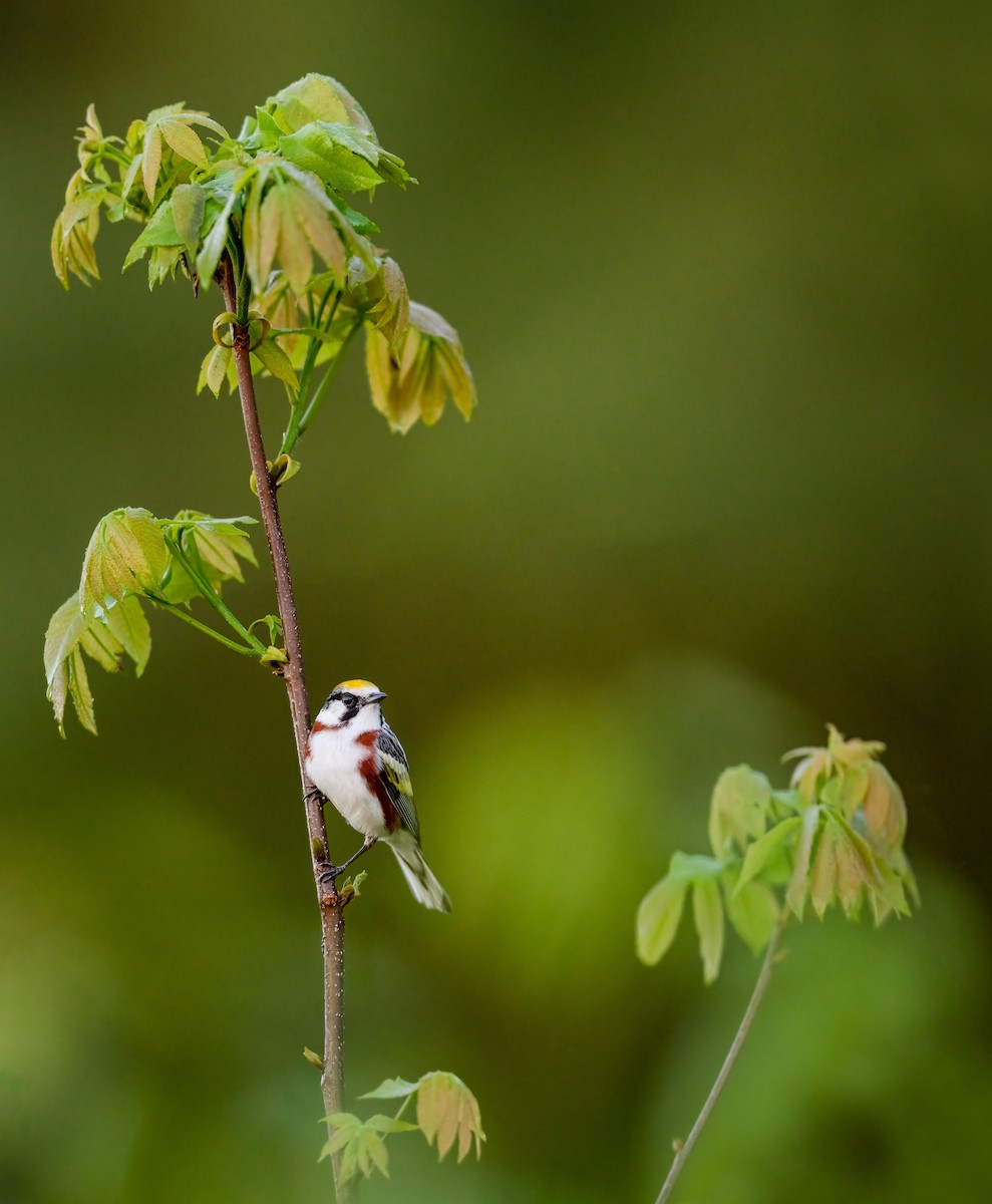 Chestnut-sided Warbler - ML451134271