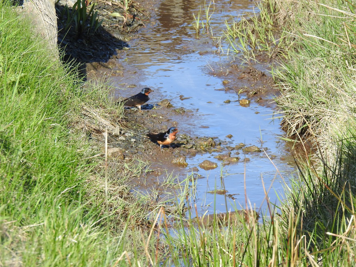 Barn Swallow - ML451134311