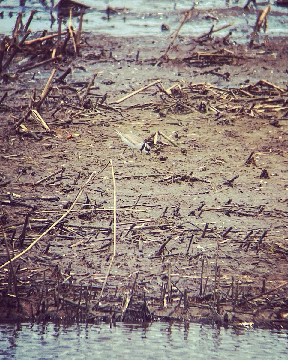 Semipalmated Plover - ML451134351