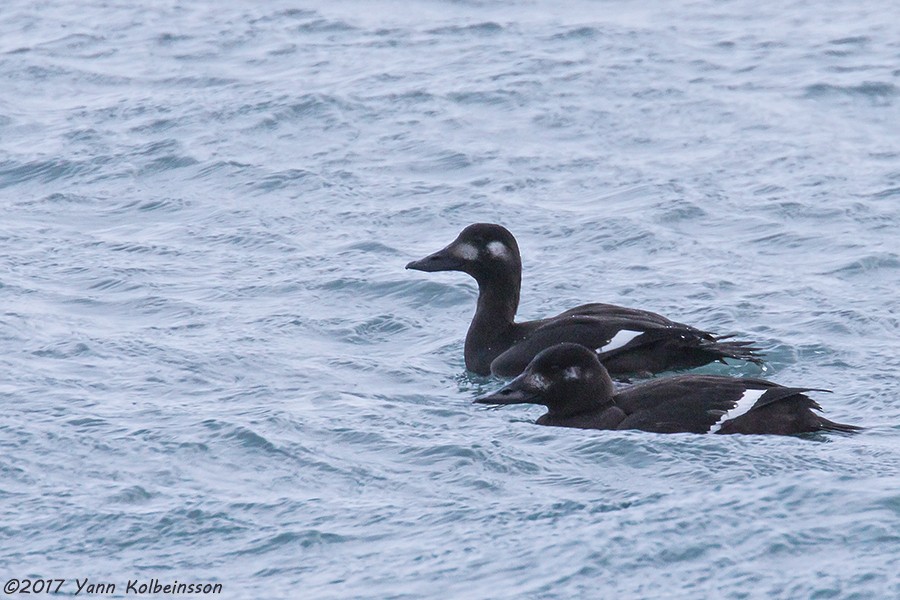 Velvet Scoter - ML45113441