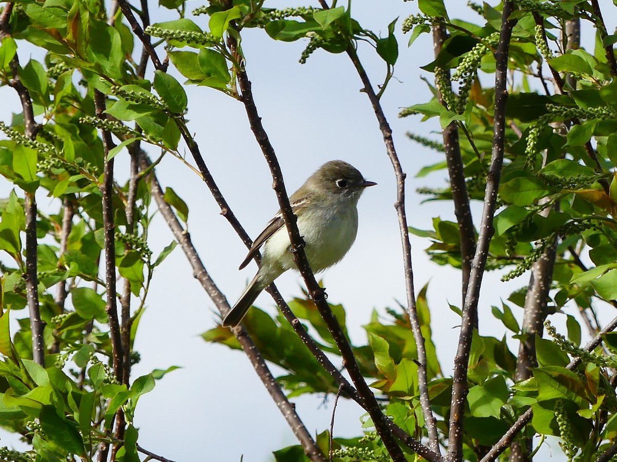 Least Flycatcher - ML451134711