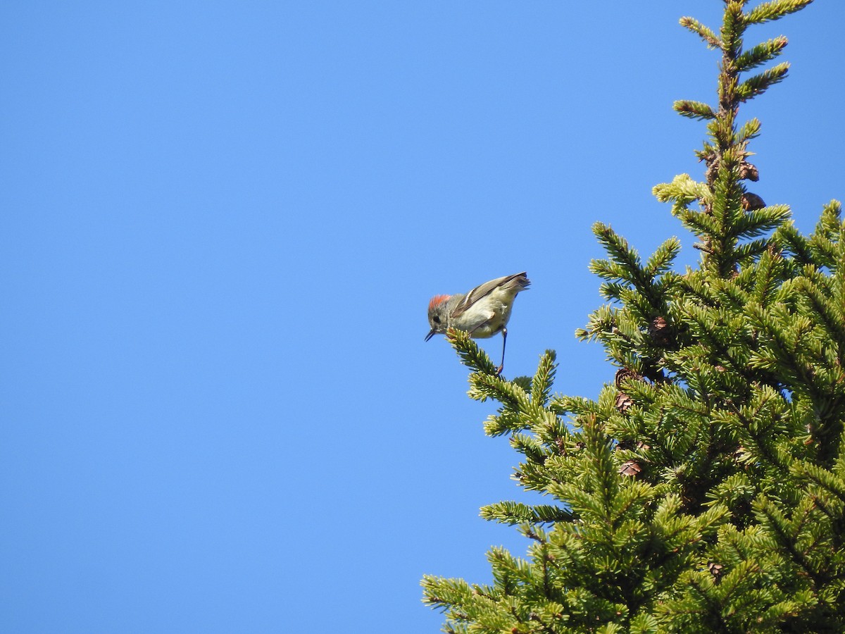 Roitelet à couronne rubis - ML451135261