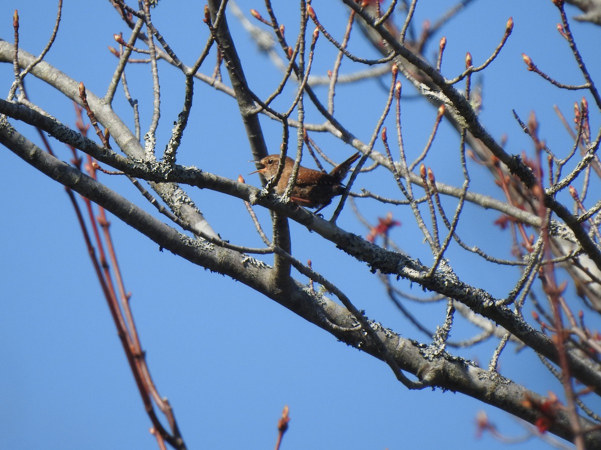 Winter Wren - ML451135361