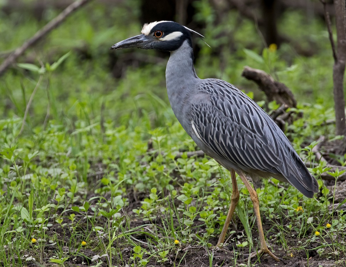 Yellow-crowned Night Heron - ML451135661