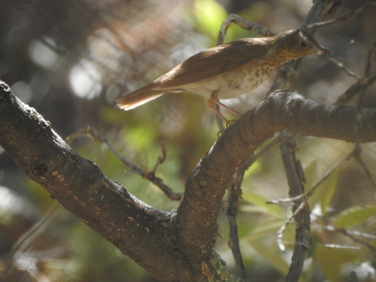 Swainson's Thrush (Russet-backed) - Bill Hooker