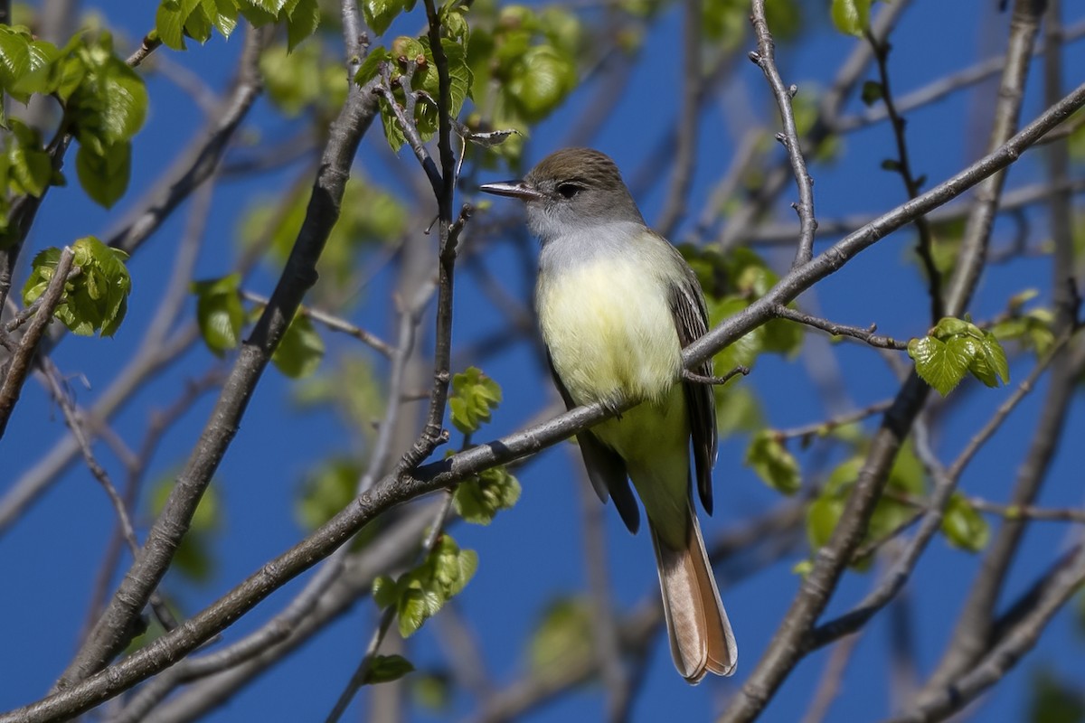 Great Crested Flycatcher - ML451136301