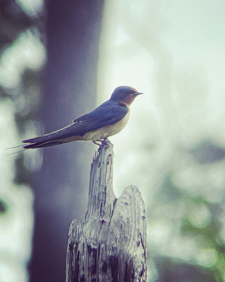 Barn Swallow - ML451136981