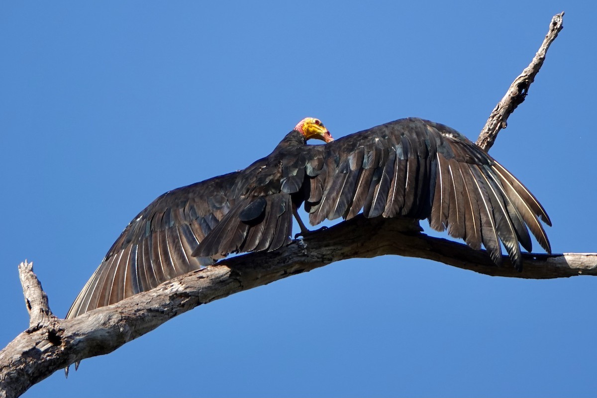 Greater Yellow-headed Vulture - Bobby Wilcox