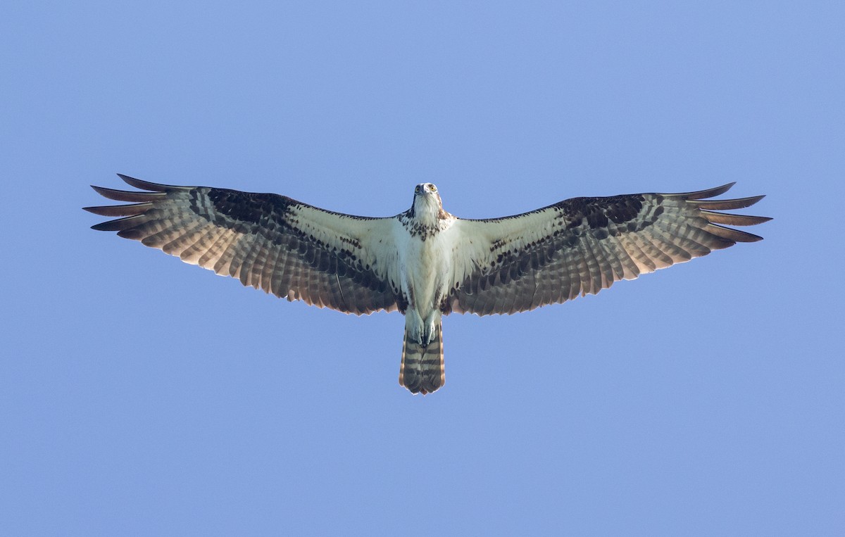 Águila Pescadora (carolinensis) - ML451137741