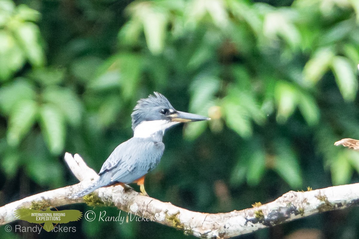 Ringed Kingfisher - ML451137961