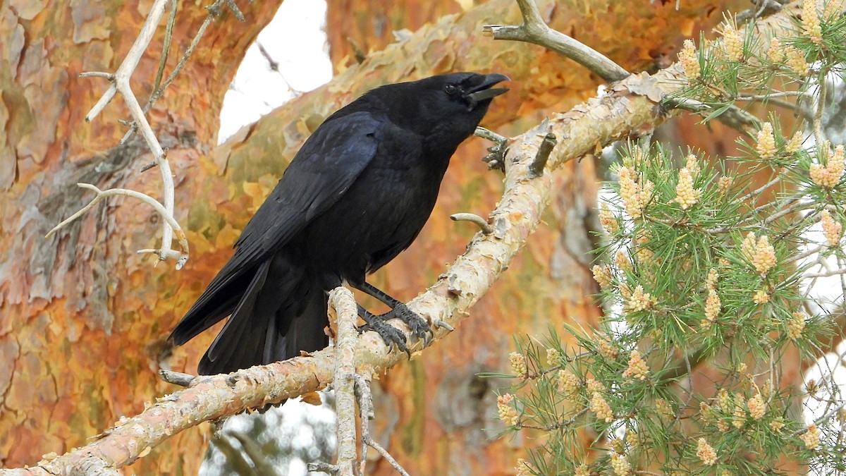 Carrion Crow - ML451143401