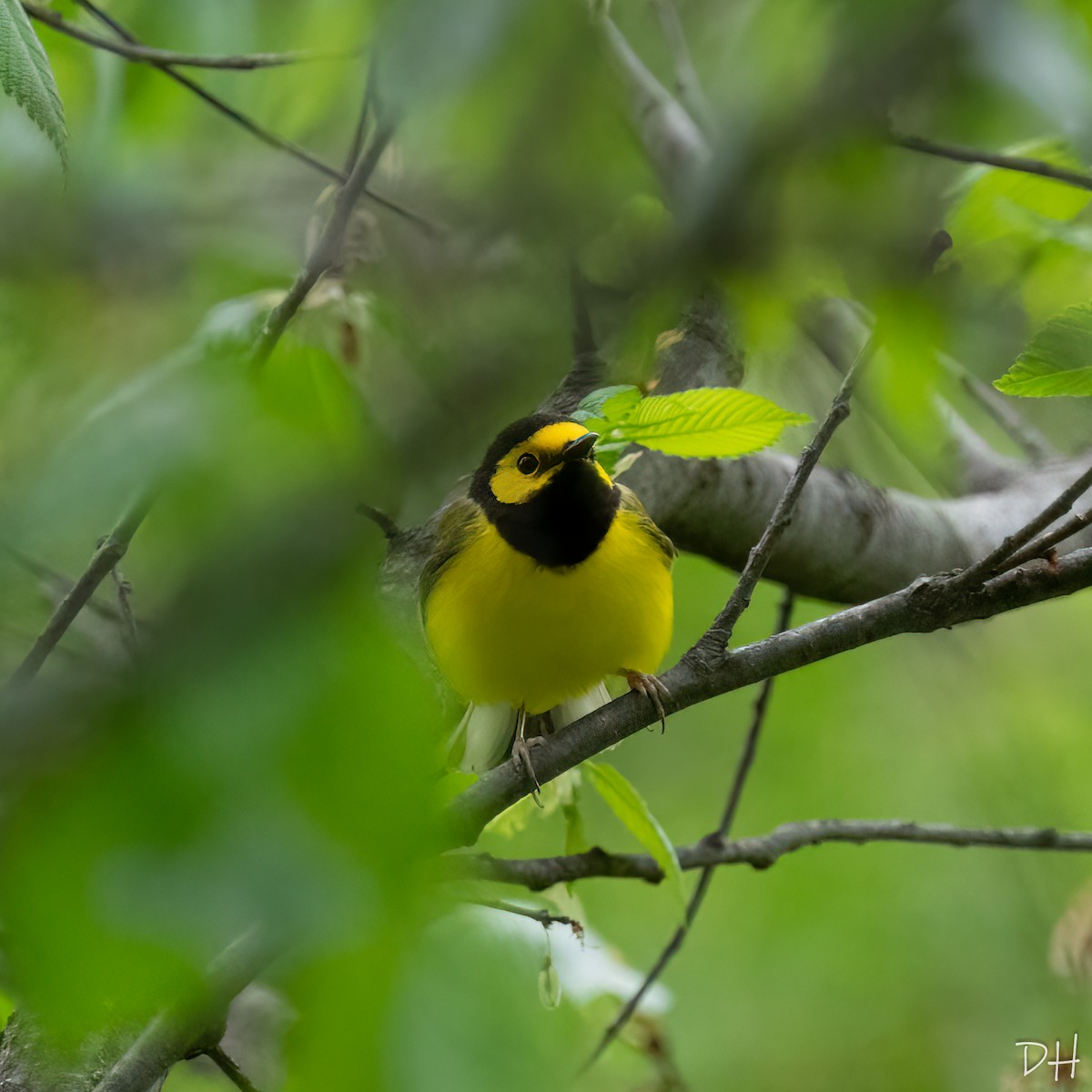 Hooded Warbler - David Hill