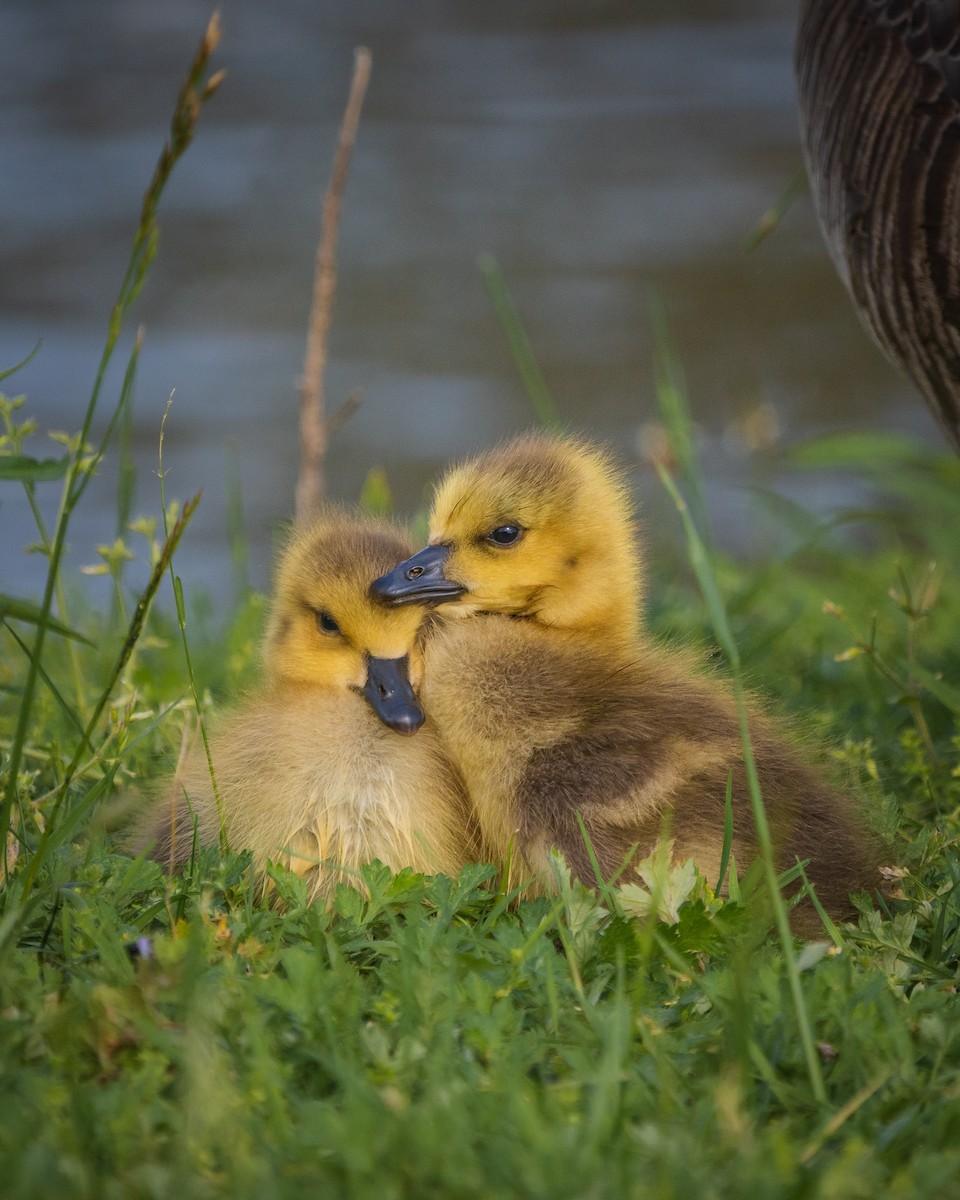 Canada Goose - ML451146591