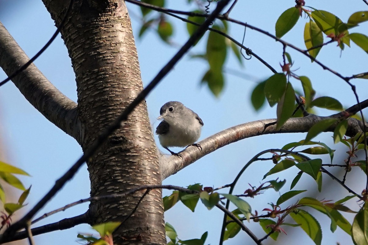 Blue-gray Gnatcatcher - ML451146881