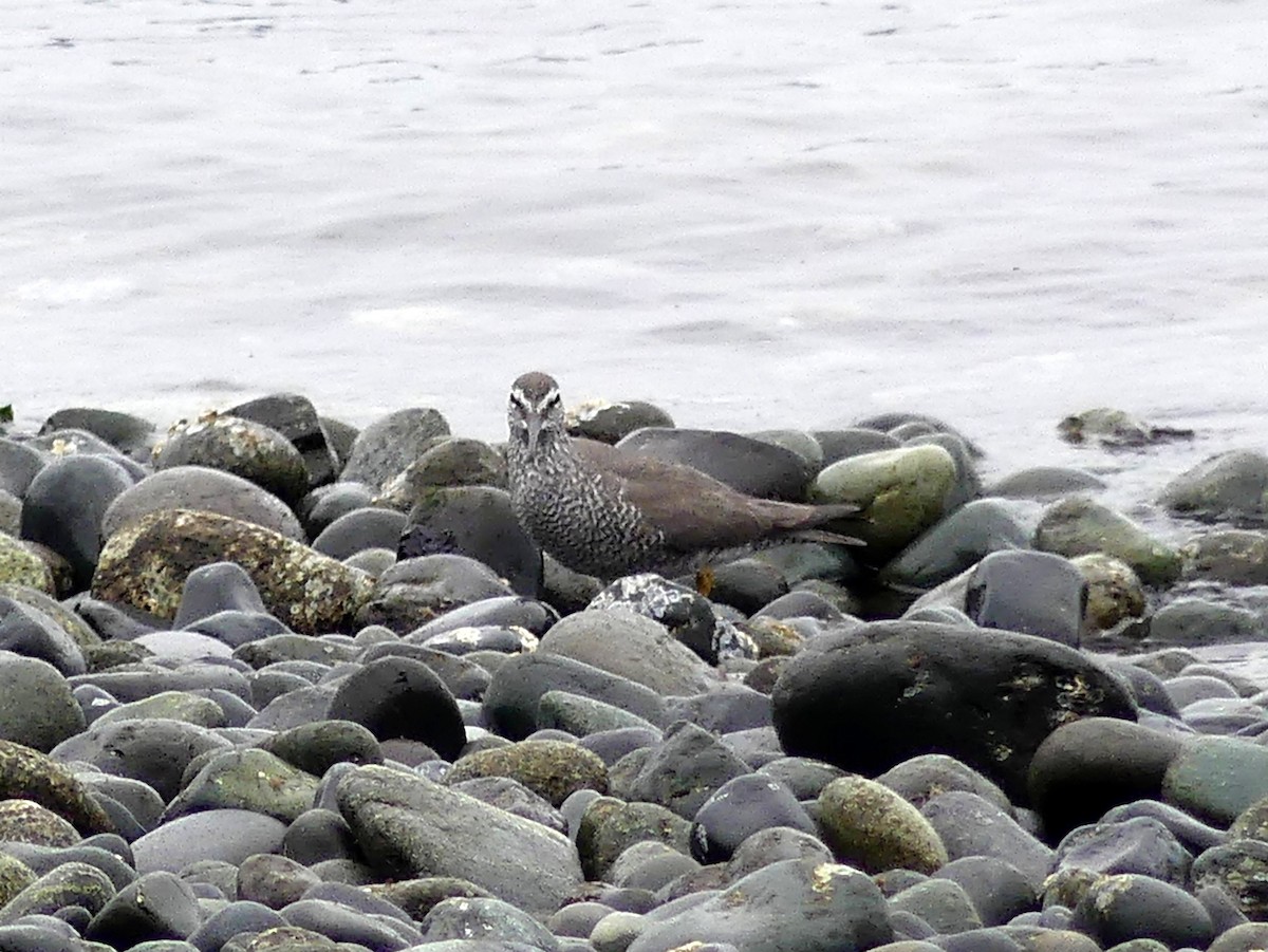 Wandering Tattler - ML451147191