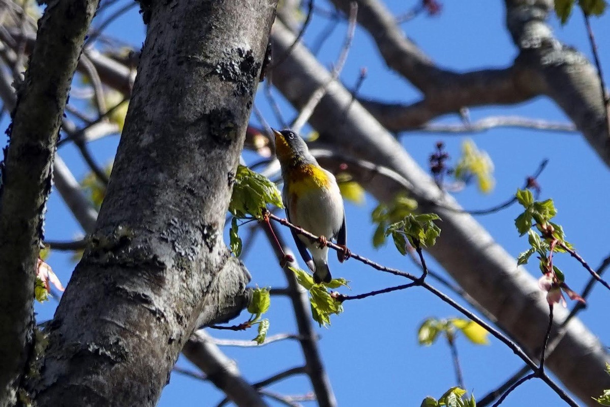 Northern Parula - ML451147211