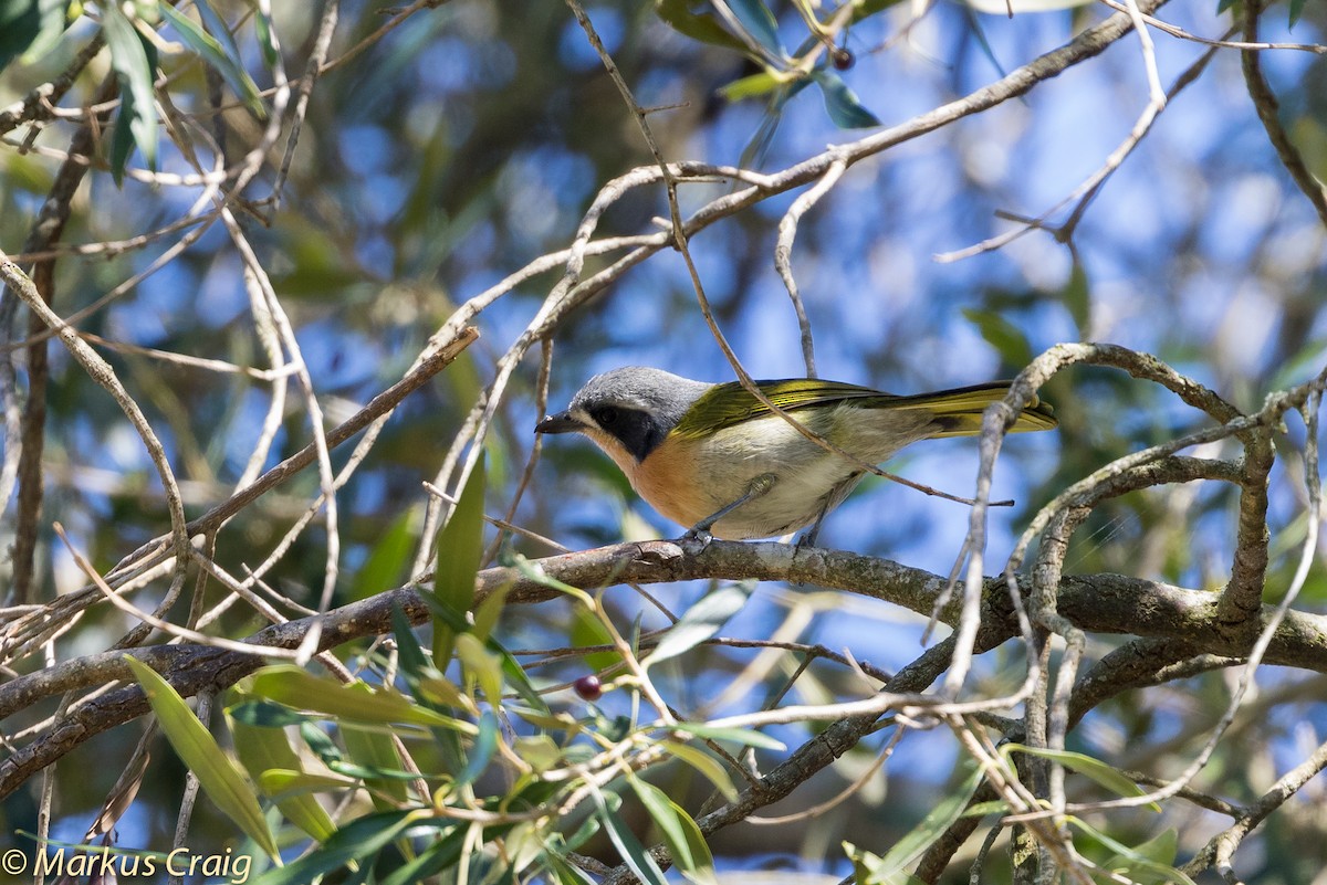 Olive Bushshrike - Markus Craig