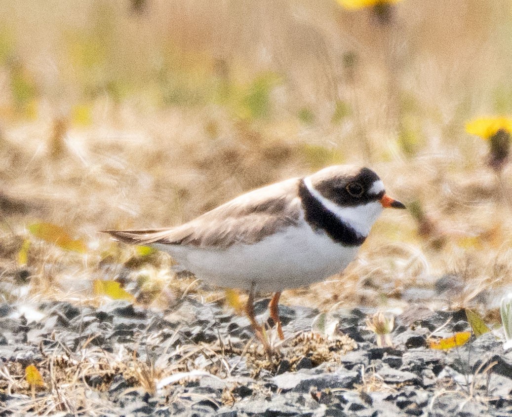 Semipalmated Plover - ML451147411