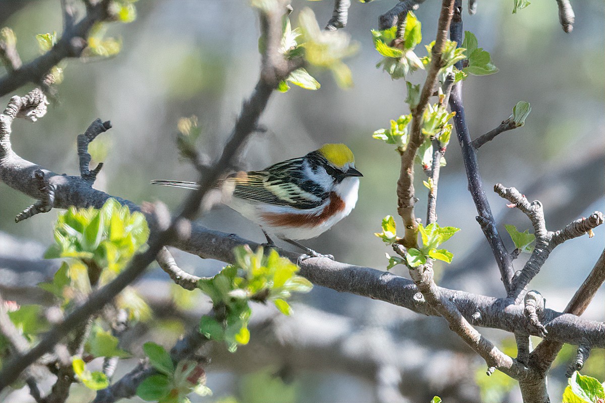 Chestnut-sided Warbler - Richard Stern