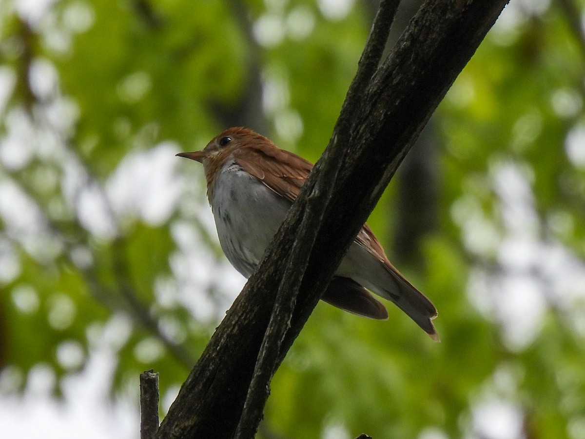 Veery - ML451149591