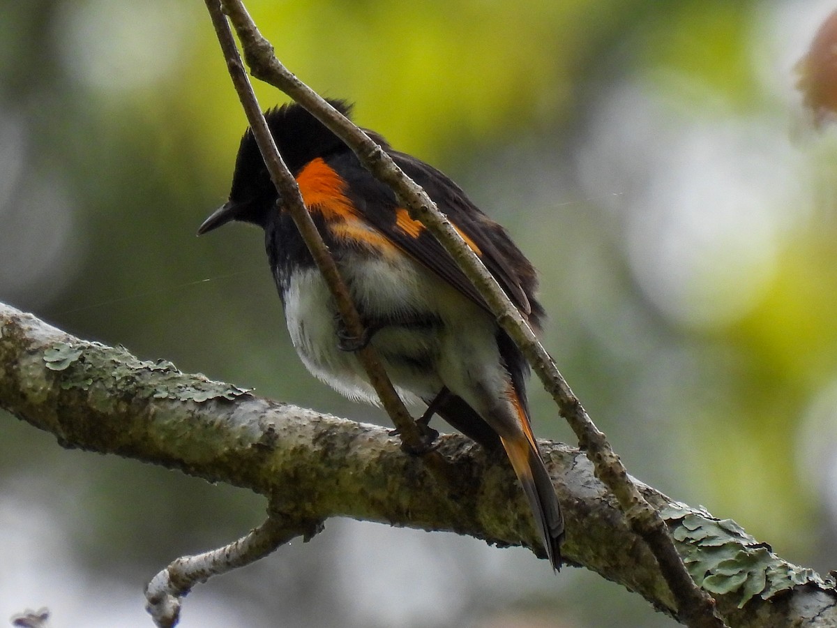 American Redstart - ML451150421