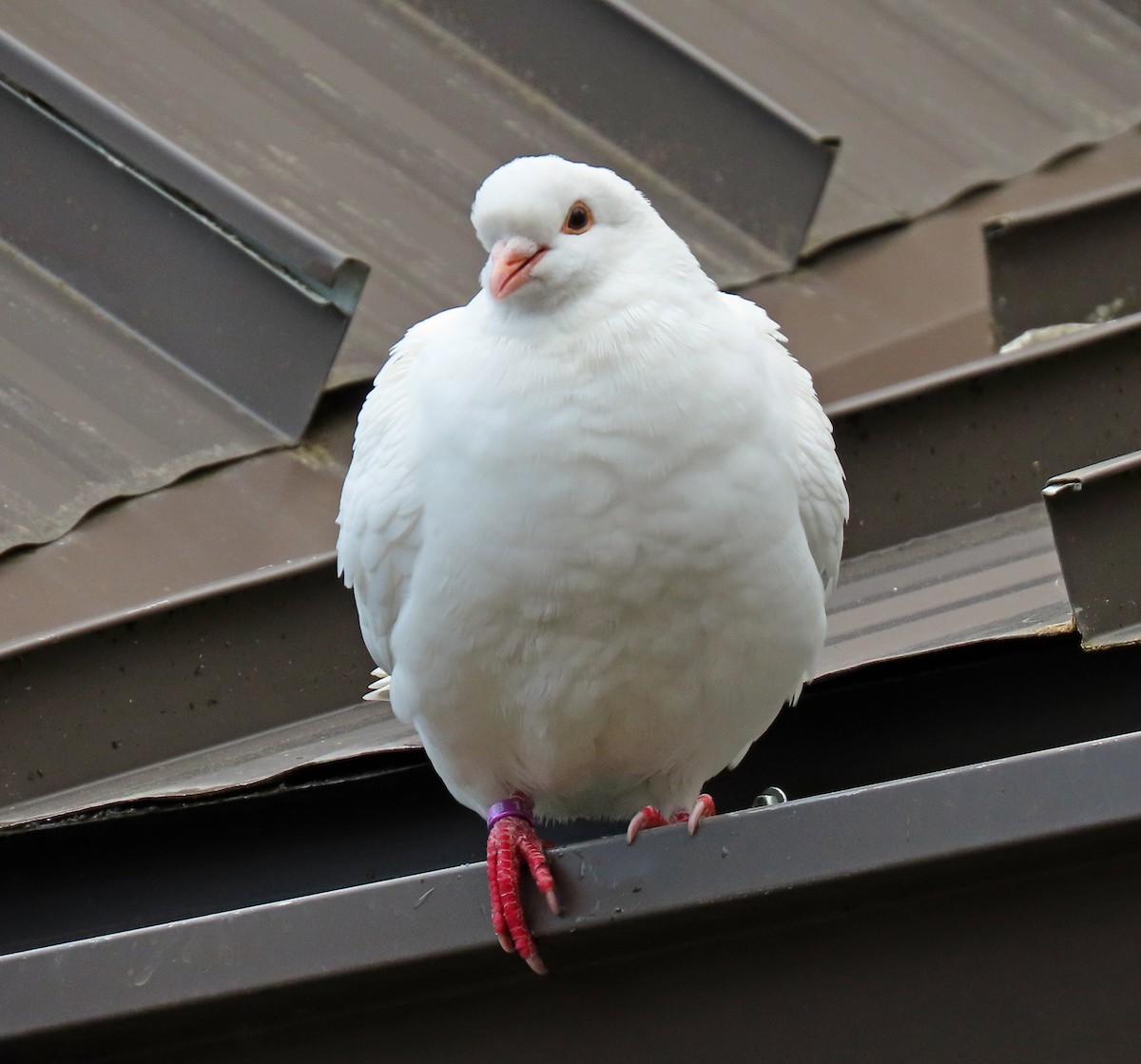Сизый голубь (Одомашненного типа) - ML451150541