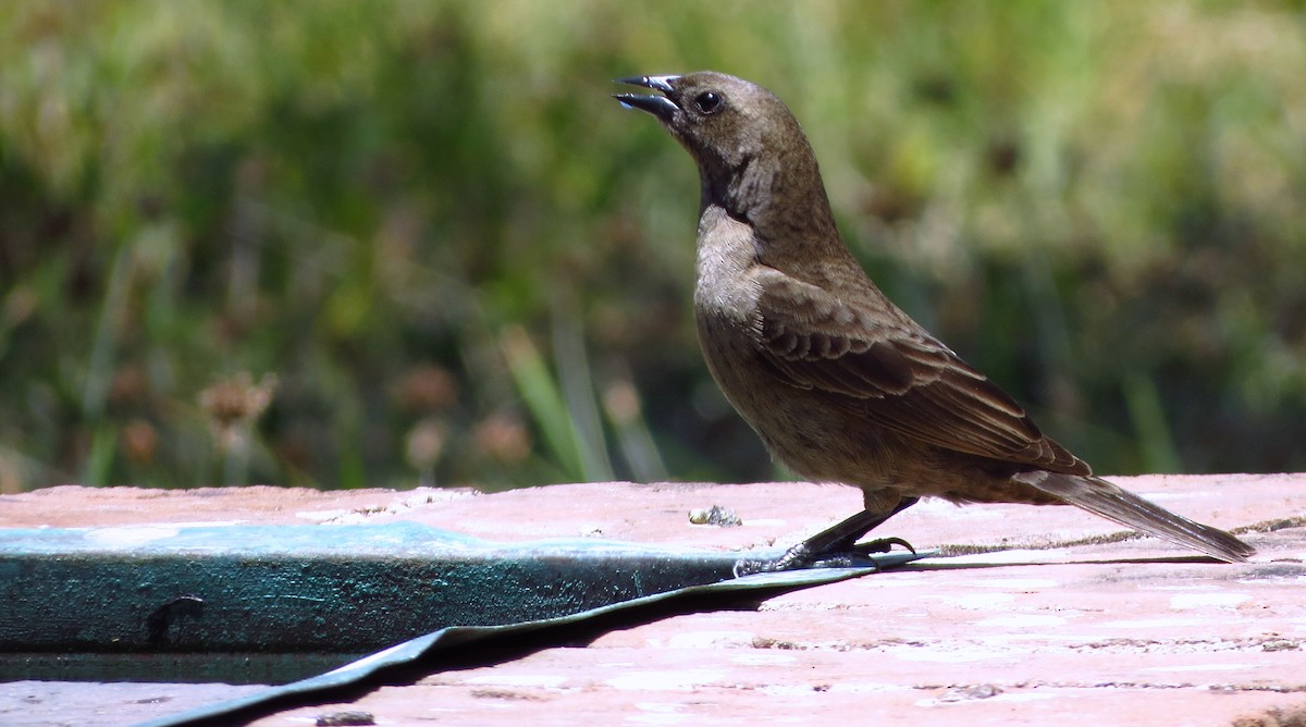 Shiny Cowbird - ML451151171