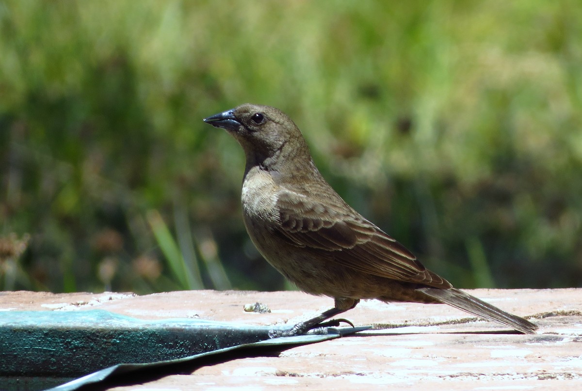 Shiny Cowbird - ML451151211