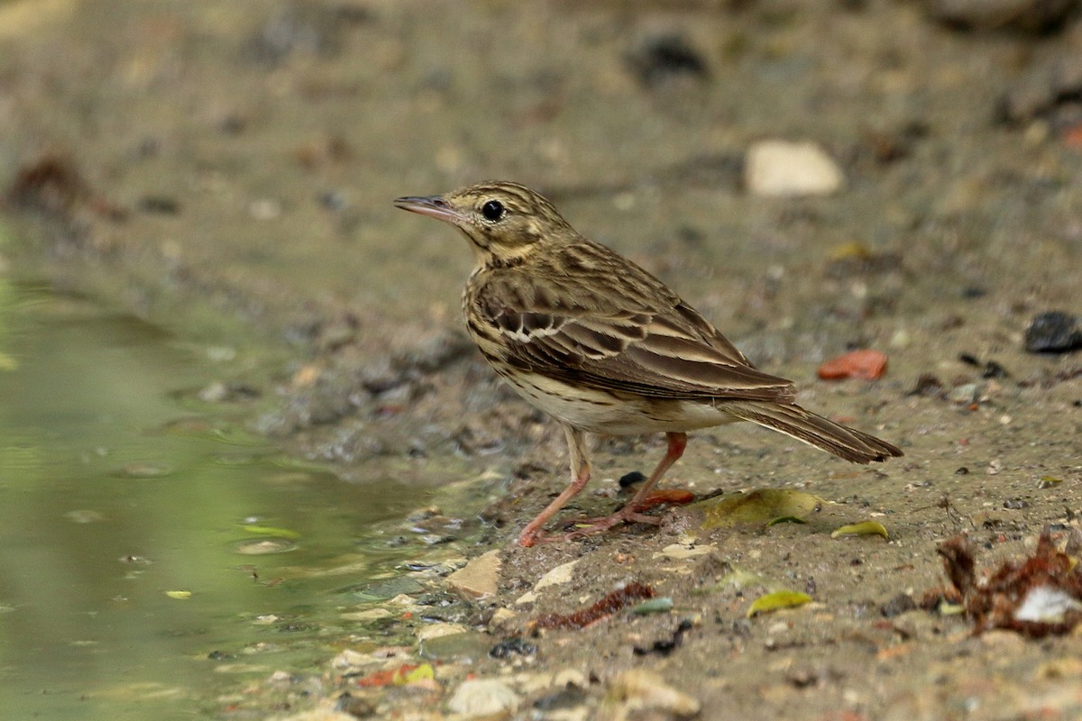 Щеврик лісовий - ML451152111