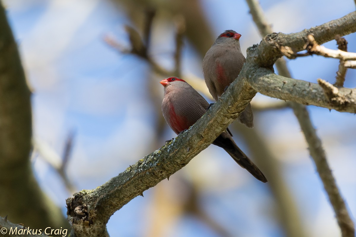 Common Waxbill - Markus Craig