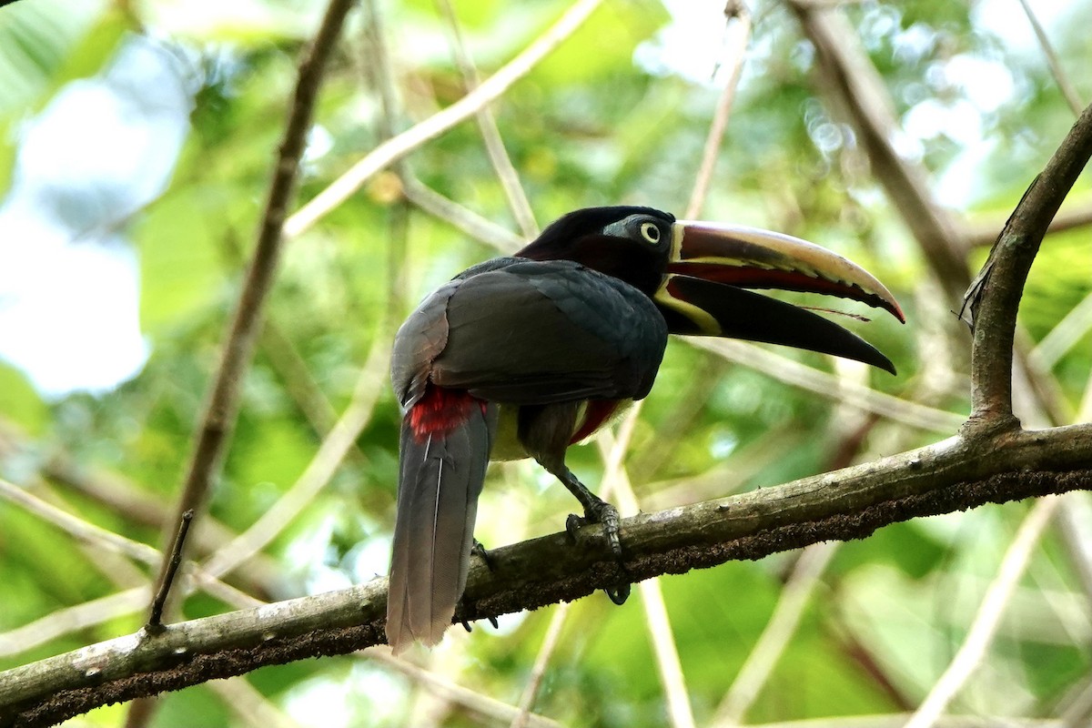 Chestnut-eared Aracari - Bobby Wilcox