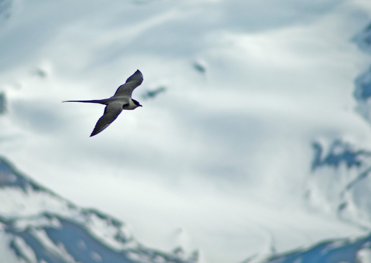 Long-tailed Jaeger - John Meikle