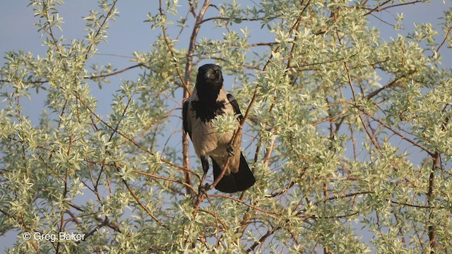 Hooded Crow (Hooded) - ML451154751