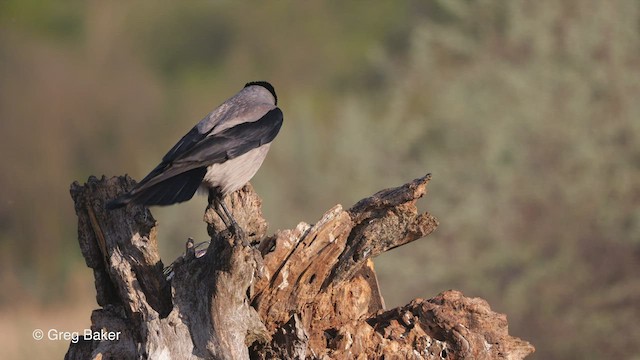 Hooded Crow (Hooded) - ML451154781