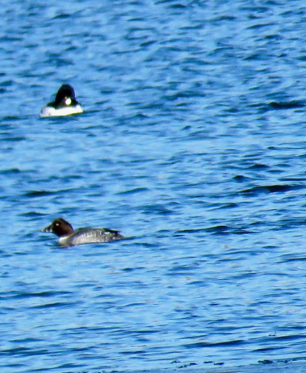 Common Goldeneye - ML45115521