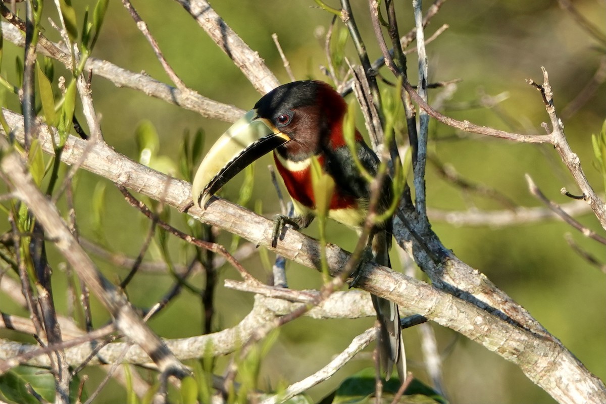 Red-necked Aracari - Bobby Wilcox