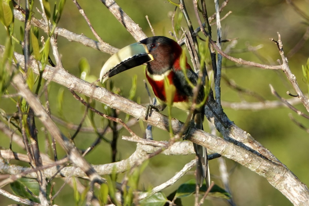 Red-necked Aracari - Bobby Wilcox