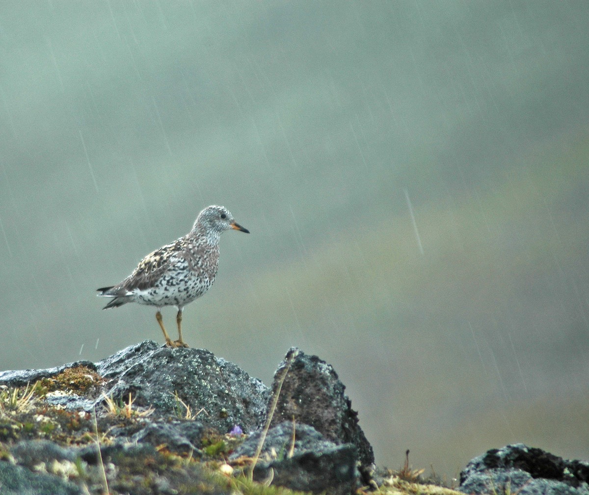 Surfbird - ML451156731