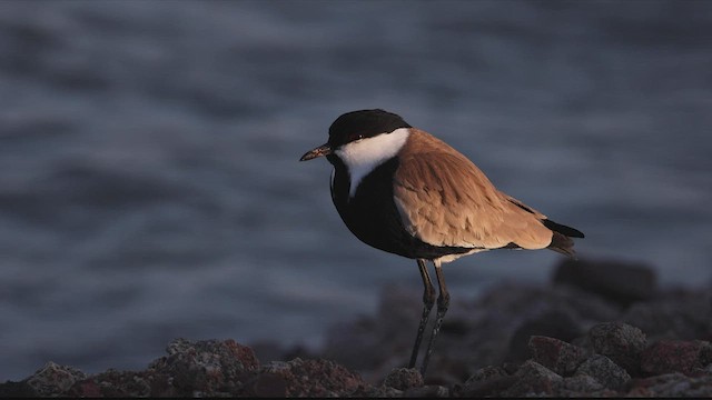 Spur-winged Lapwing - ML451156951