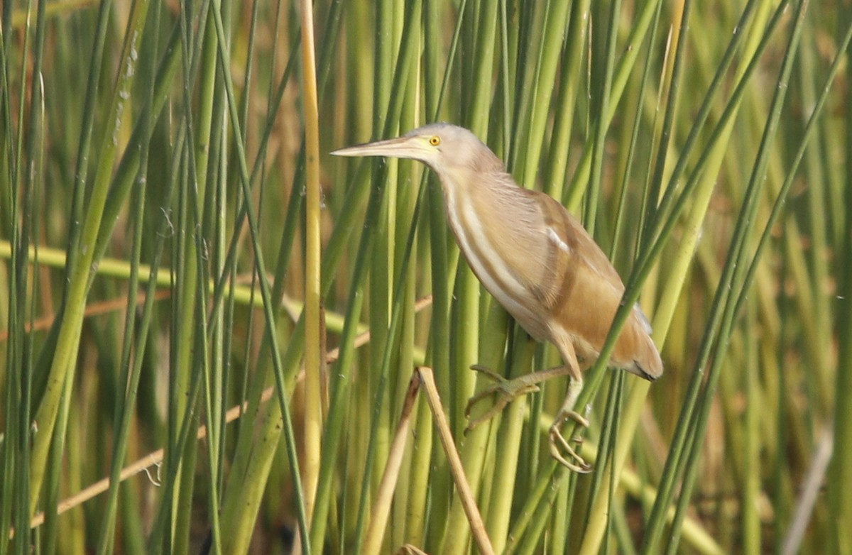 Yellow Bittern - Bhaarat Vyas