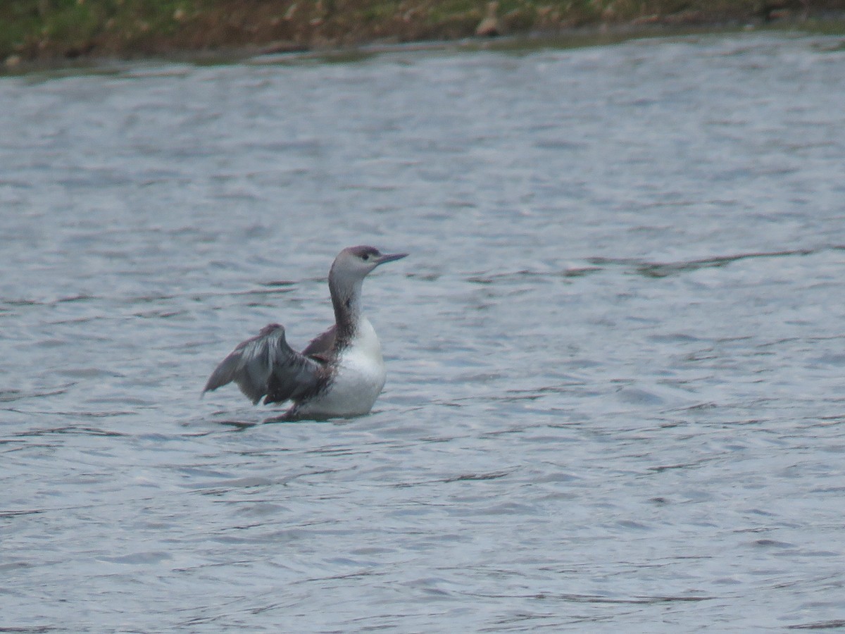 Red-throated Loon - ML451159081