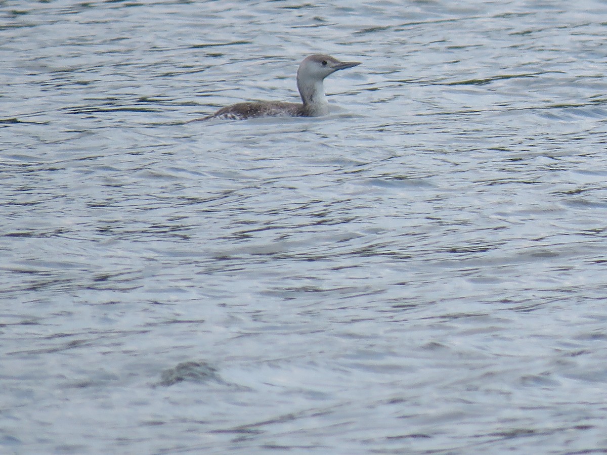 Red-throated Loon - Teri Warren