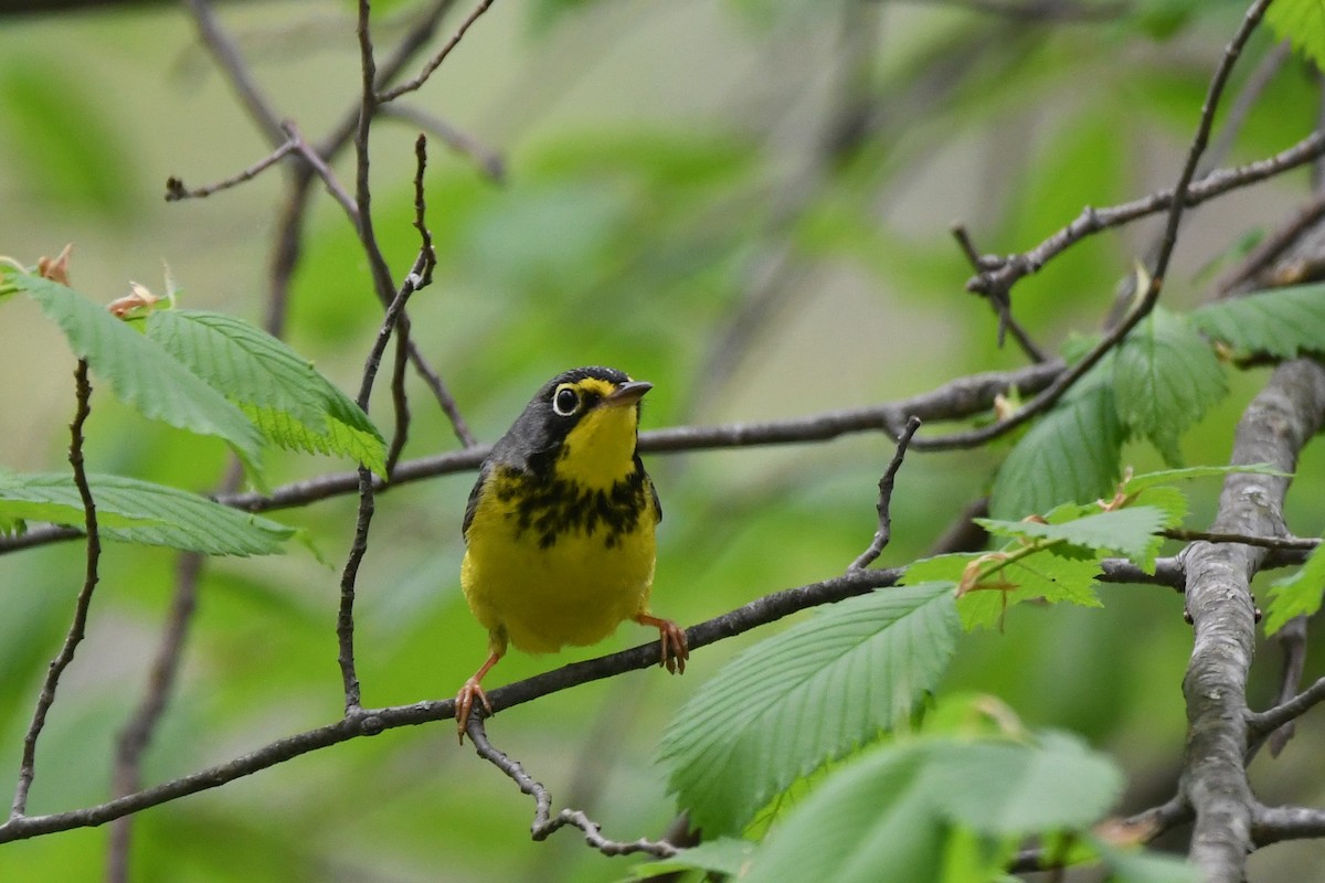 Paruline du Canada - ML451159401