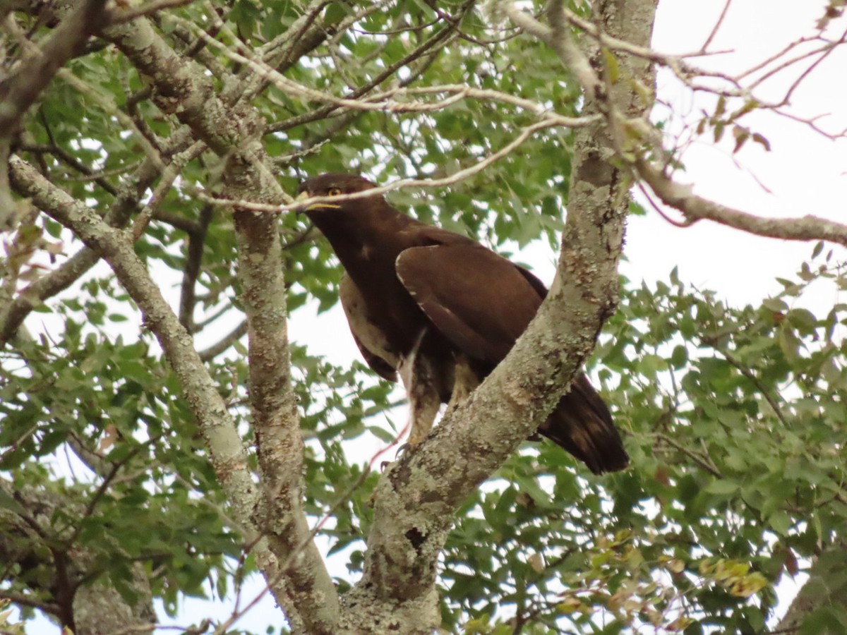 Long-crested Eagle - ML451159941