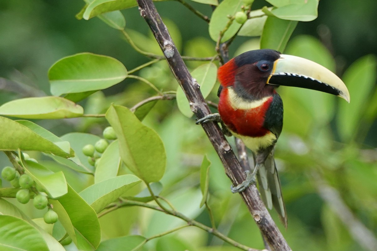 Red-necked Aracari - Bobby Wilcox