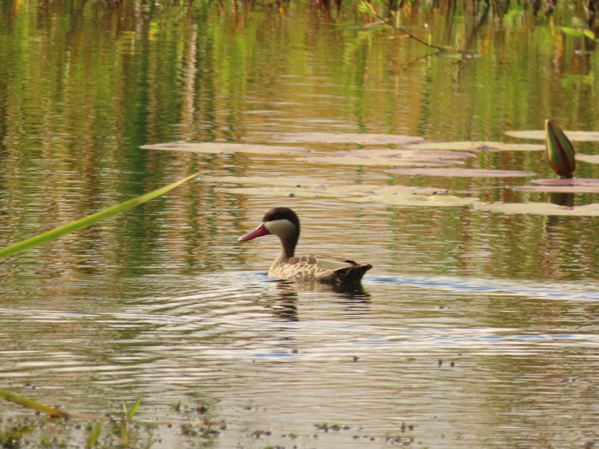 Red-billed Duck - ML451160191