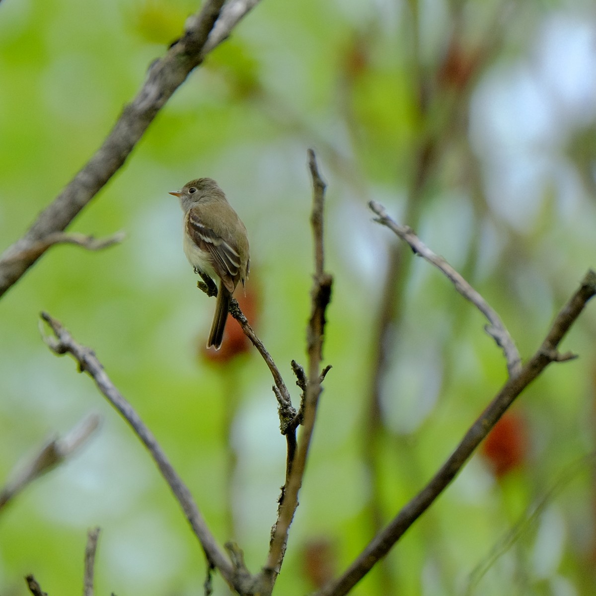 Least Flycatcher - ML451162161