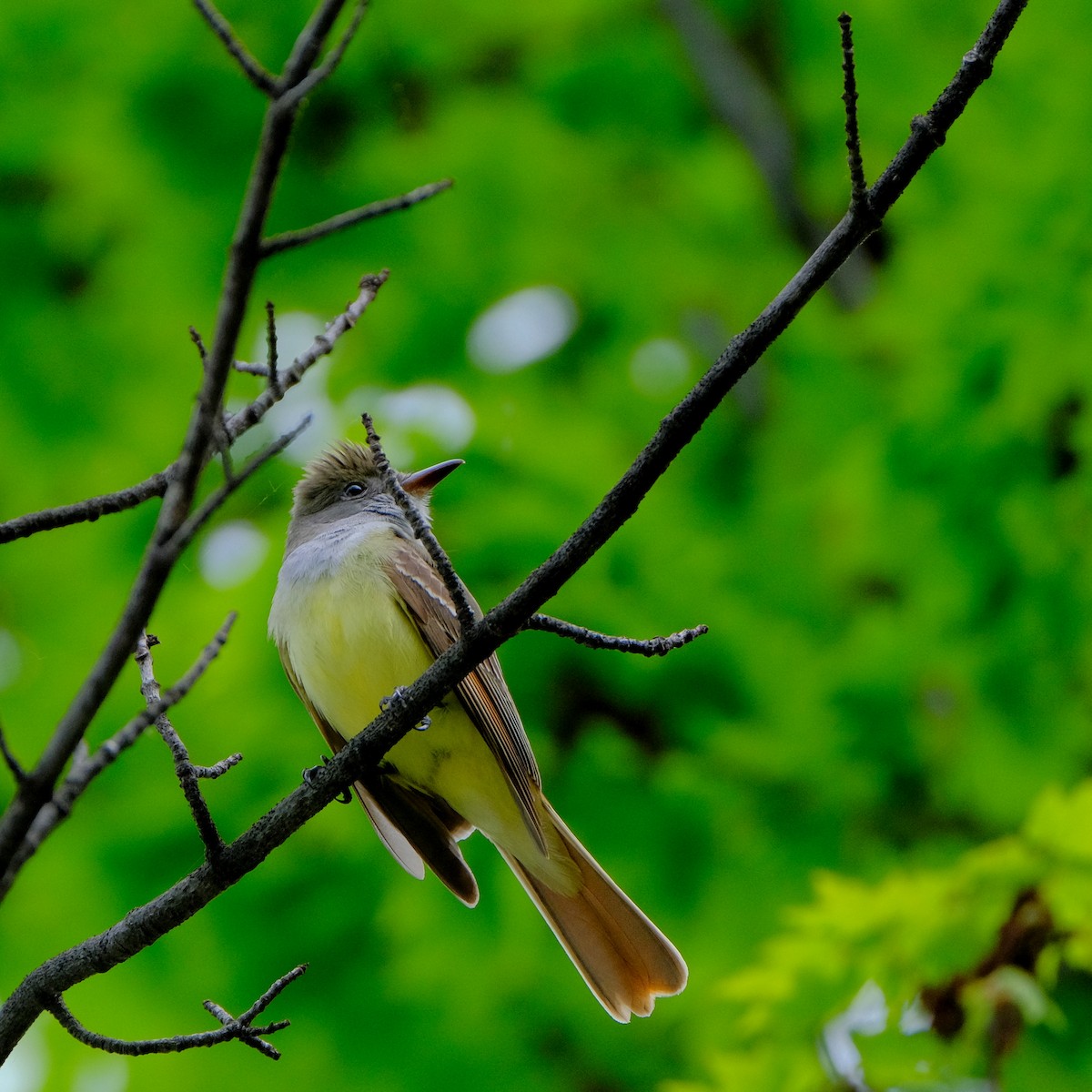 Great Crested Flycatcher - Jean-Marc Emery