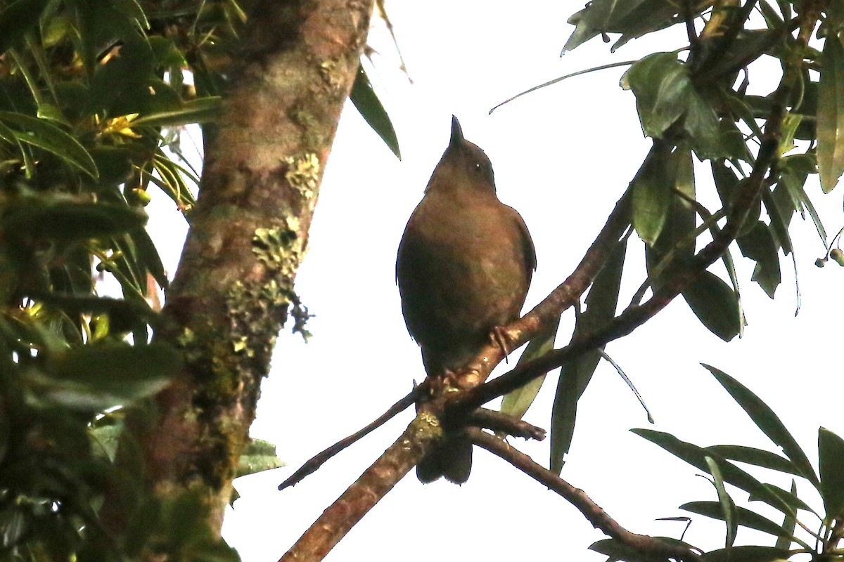 Mountain Thrush - Charles Davies